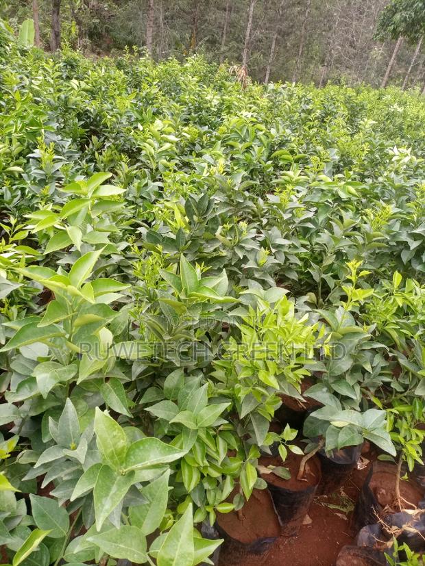 Sweet Pixie Seedlings - main view