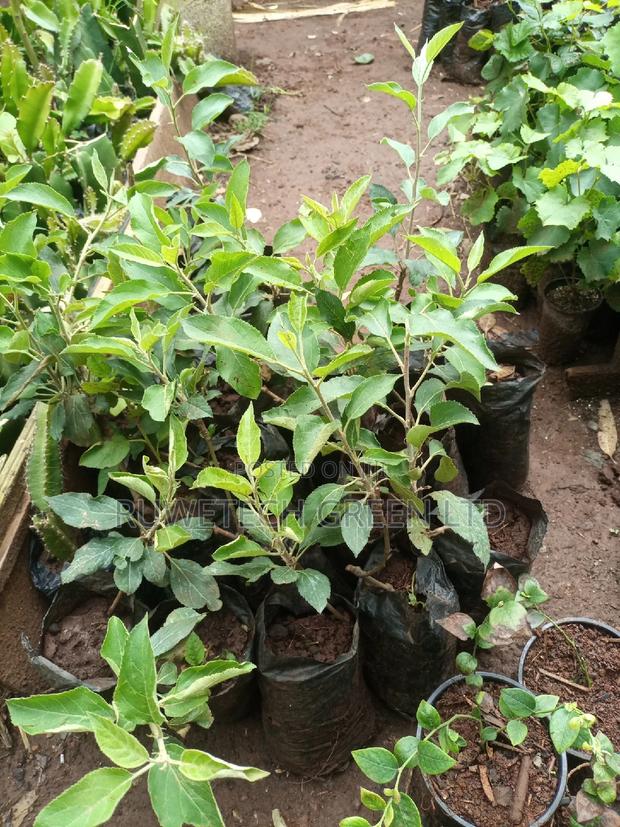 Quality Apples Seedlings - thumbnail 2