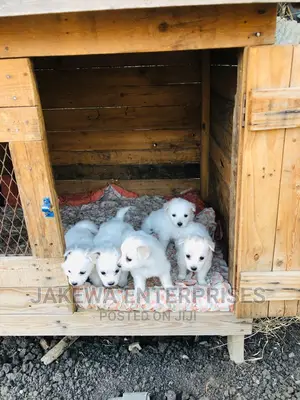 1-3 months Female Purebred Japanese Spitz
