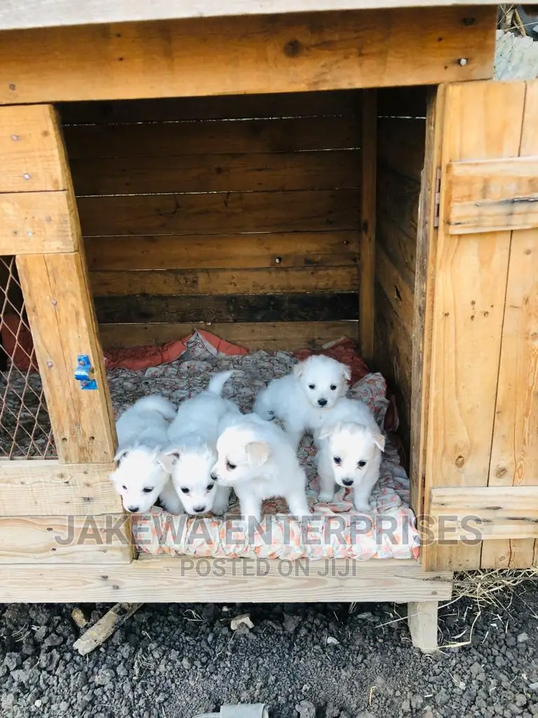 1-3 months Female Purebred Japanese Spitz