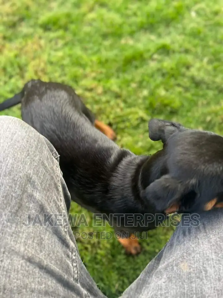 3-6 months Female Purebred Rottweiler