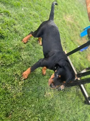 3-6 months Female Purebred Rottweiler