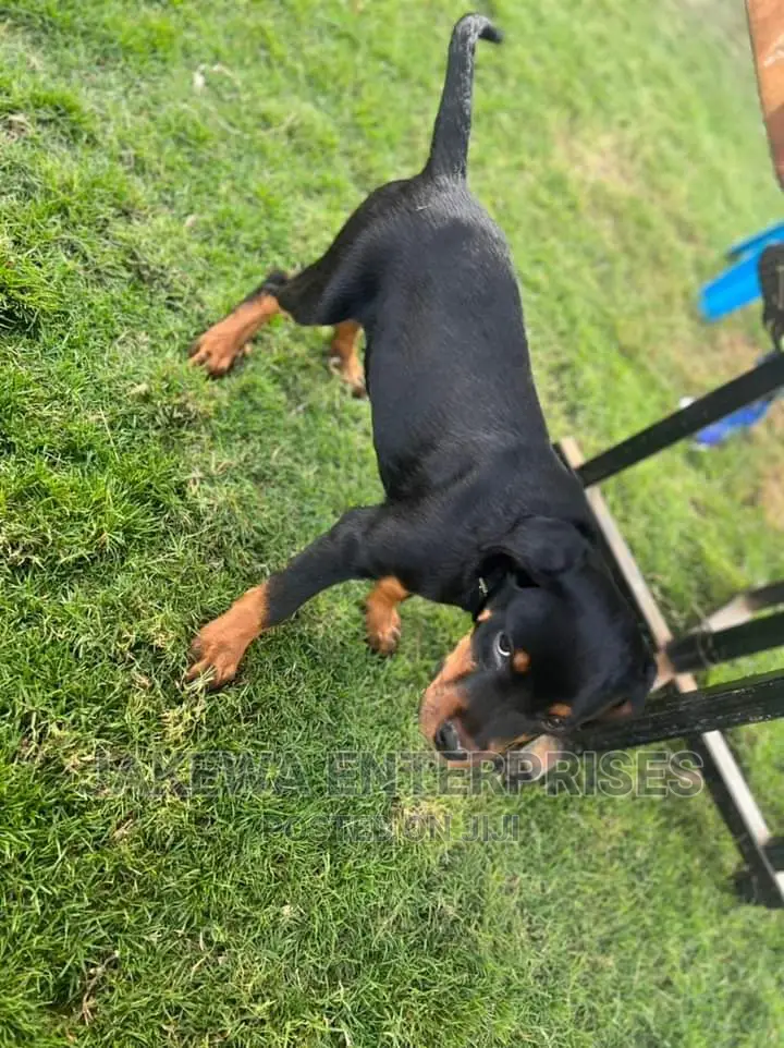 3-6 months Female Purebred Rottweiler