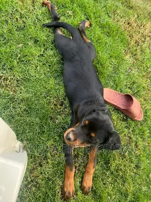 3-6 months Female Purebred Rottweiler