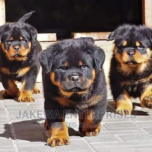 1-3 months Male Purebred Rottweiler