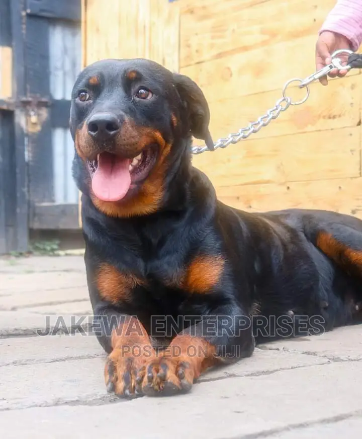 1+ year Female Purebred Rottweiler