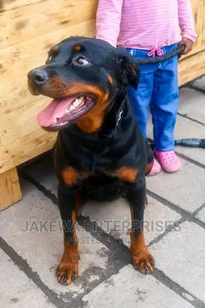 1+ year Female Purebred Rottweiler