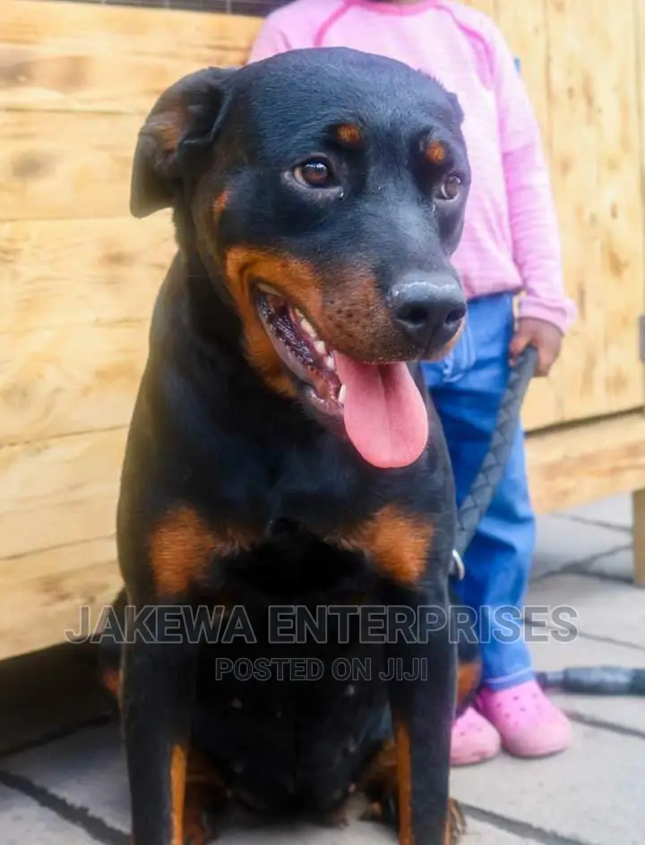 1+ year Female Purebred Rottweiler