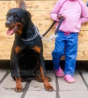 1+ year Female Purebred Rottweiler