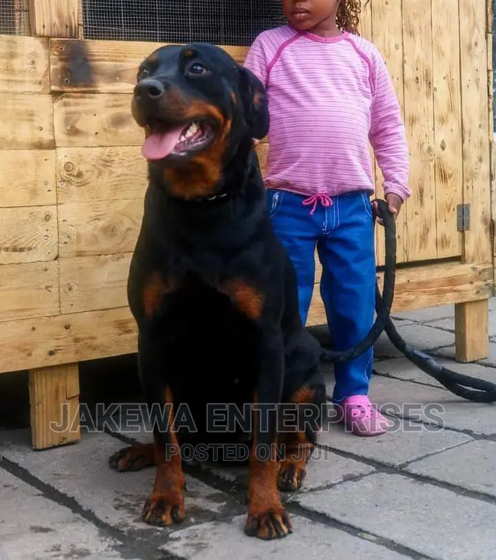 1+ year Female Purebred Rottweiler