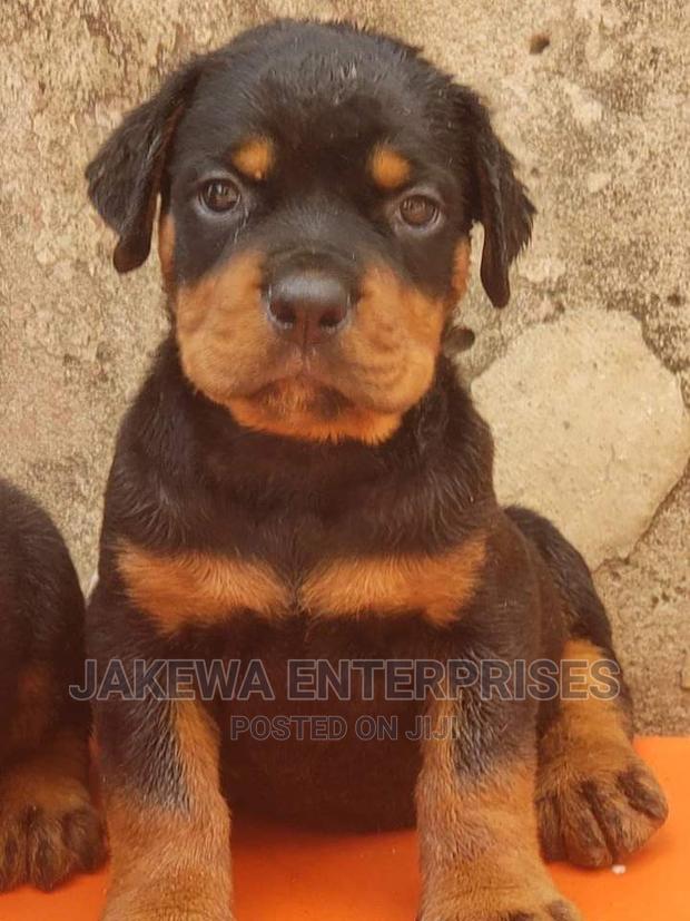 1-3 months Male Purebred Rottweiler - main view