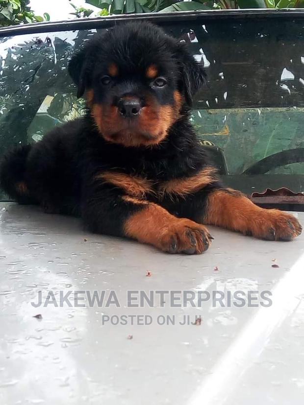 1-3 months Female Purebred Rottweiler - main view