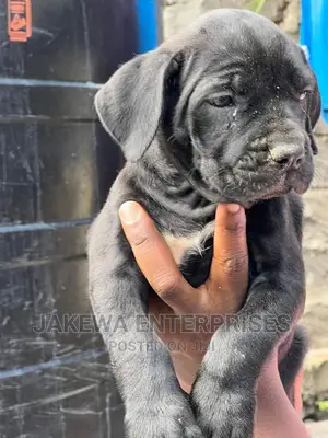 1-3 months Male Purebred Boerboel