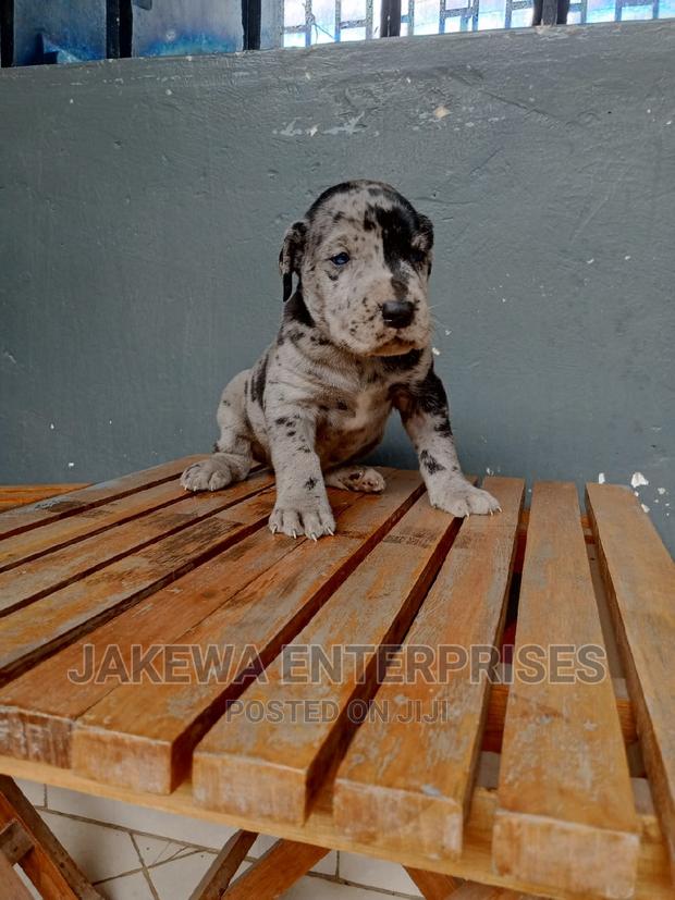 1-3 months Female Purebred Great Dane