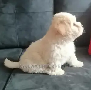 1-3 months Female Purebred Maltese