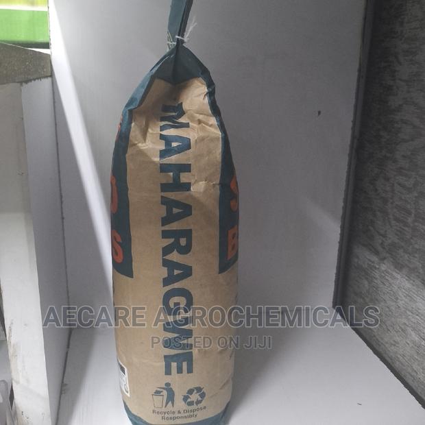 Rosecoco Glp2 Bean Seeds (Simlaw) 2kg - thumbnail 5
