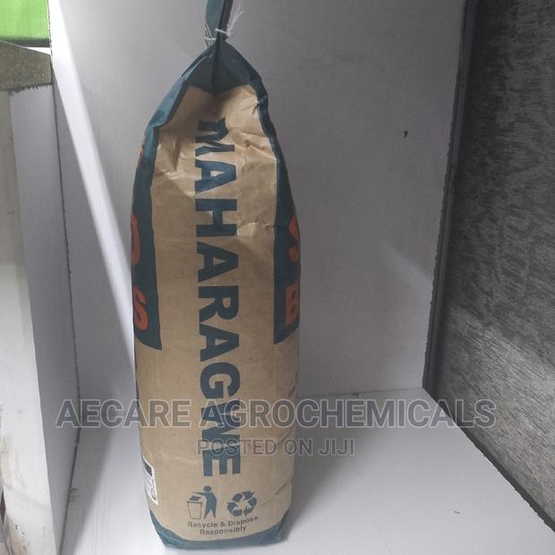 Rosecoco Glp2 Bean Seeds (Simlaw) 2kg - thumbnail 9