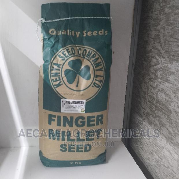 Finger Millet Seed 2kg (Simlaw )