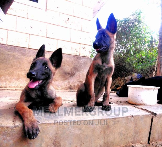 1-3 months Female Purebred Belgian Malinois