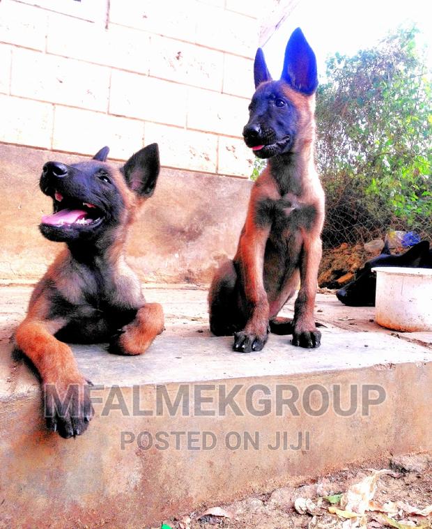 1-3 months Female Purebred Belgian Malinois - thumbnail 5