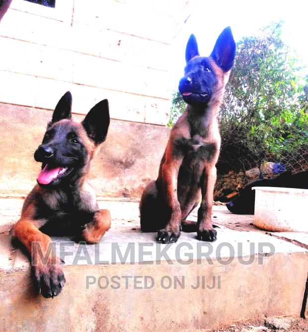 1-3 months Female Purebred Belgian Malinois - thumbnail 3