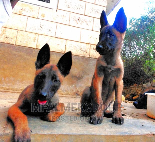 1-3 months Female Purebred Belgian Malinois - thumbnail 6