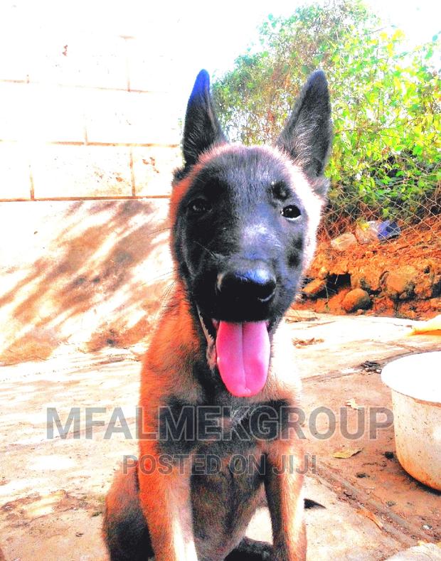 1-3 months Female Purebred Belgian Malinois - thumbnail 2