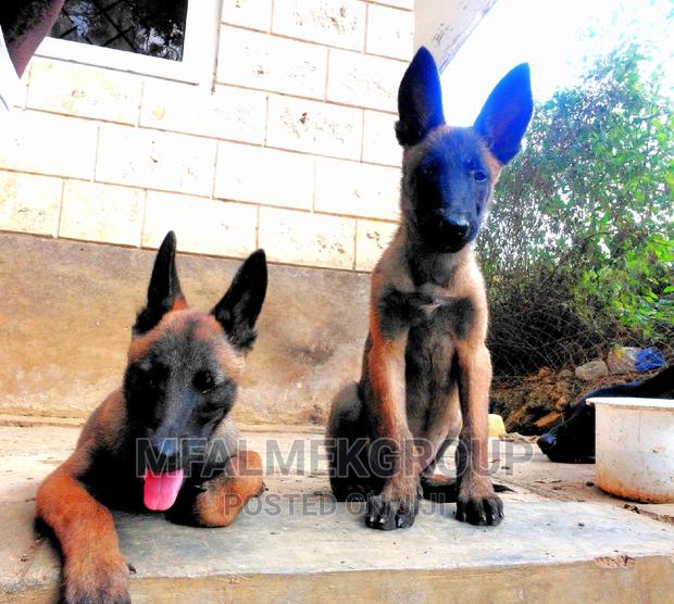 1-3 months Female Purebred Belgian Malinois - thumbnail 7