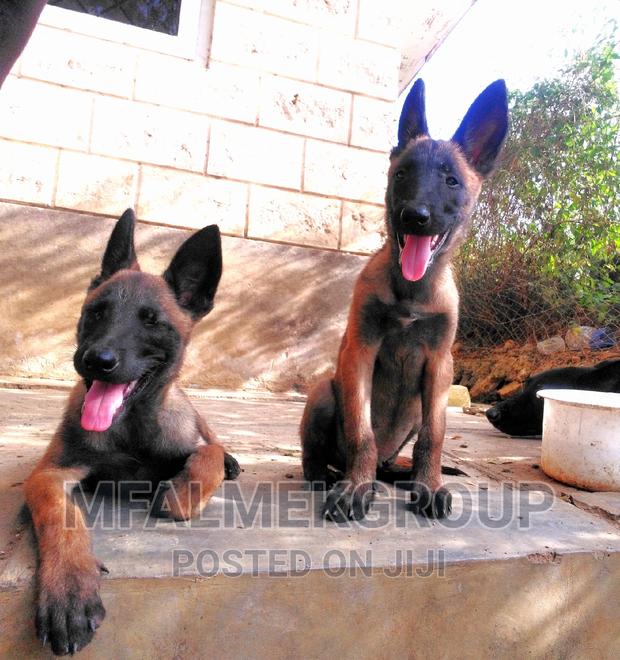 1-3 months Female Purebred Belgian Malinois - thumbnail 9