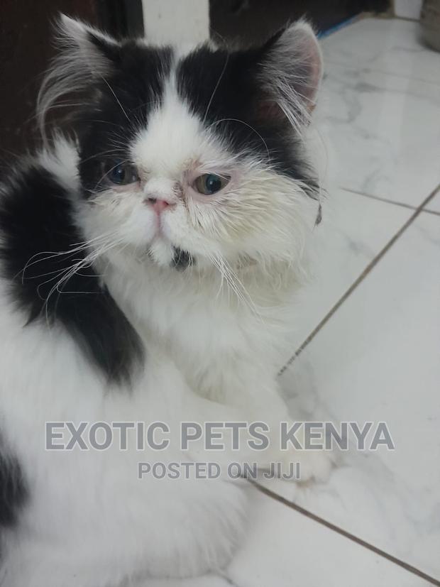 1-3 months Male Purebred Persian