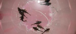 PLECOTOMUS Algae Eater , Dirt Eater Fish - thumbnail 2