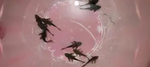PLECOTOMUS Algae Eater , Dirt Eater Fish