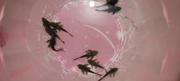 PLECOTOMUS Algae Eater , Dirt Eater Fish - main view