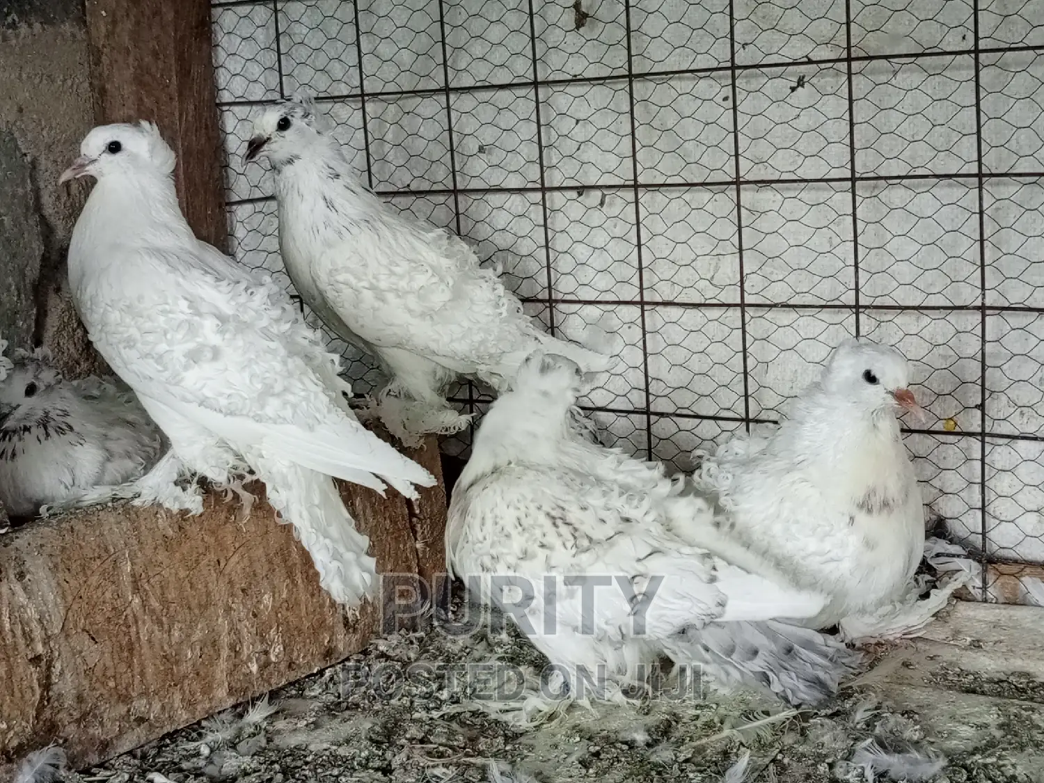 Frillback Pegions