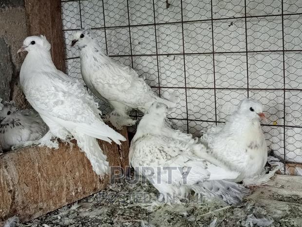 Frillback Pegions - thumbnail 5