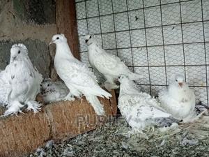 Frillback Pegions - thumbnail 2