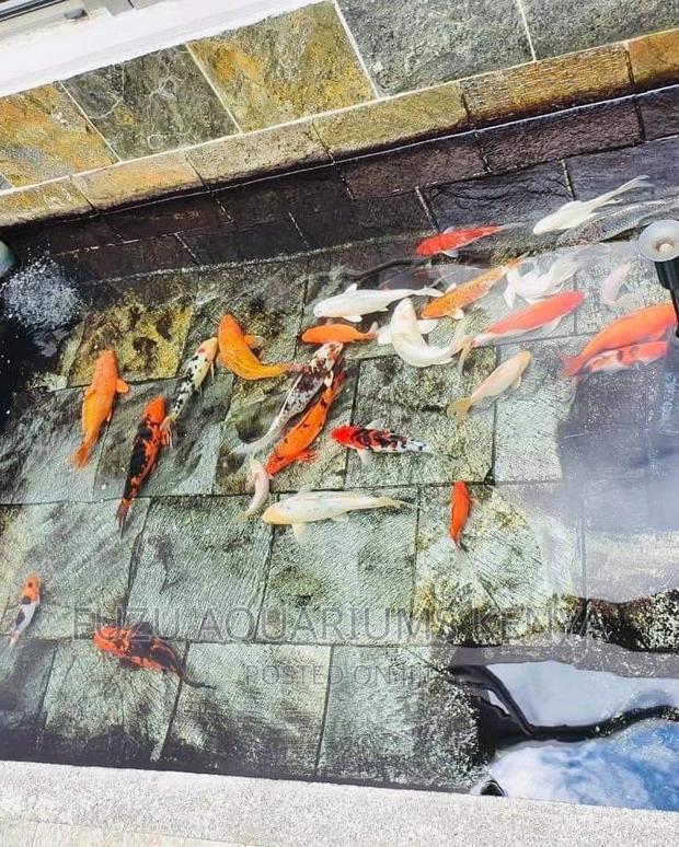 Koi Fish for Pond or Big Aquariums