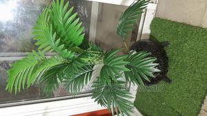 Calabash Plant Palm and Pebble Stones - thumbnail 2