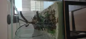 Aquarium Aquascaping and Revamping , Aquarium Overhaul