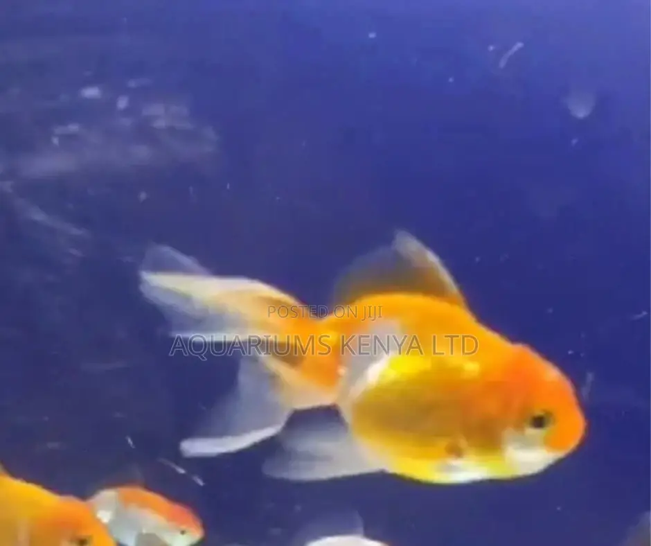 Oranda. Goldfish.