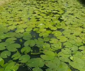 Water Lilies for Garden Ponds
