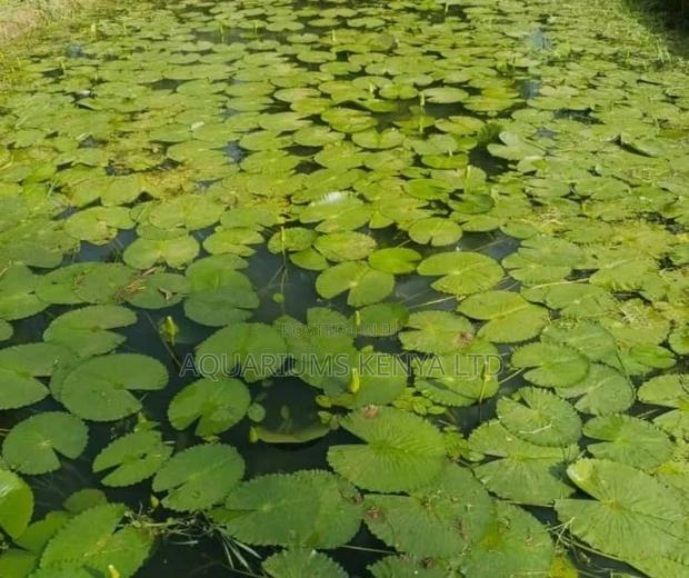 Water Lilies for Garden Ponds - main view