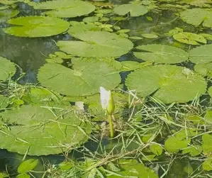 Flowering Water Lillies