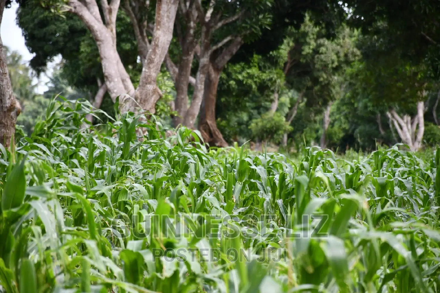Kikambala 1/4 Acres Prime Plots for Sale