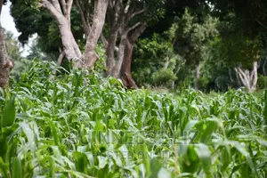 Kikambala 1/4 Acres Prime Plots for Sale