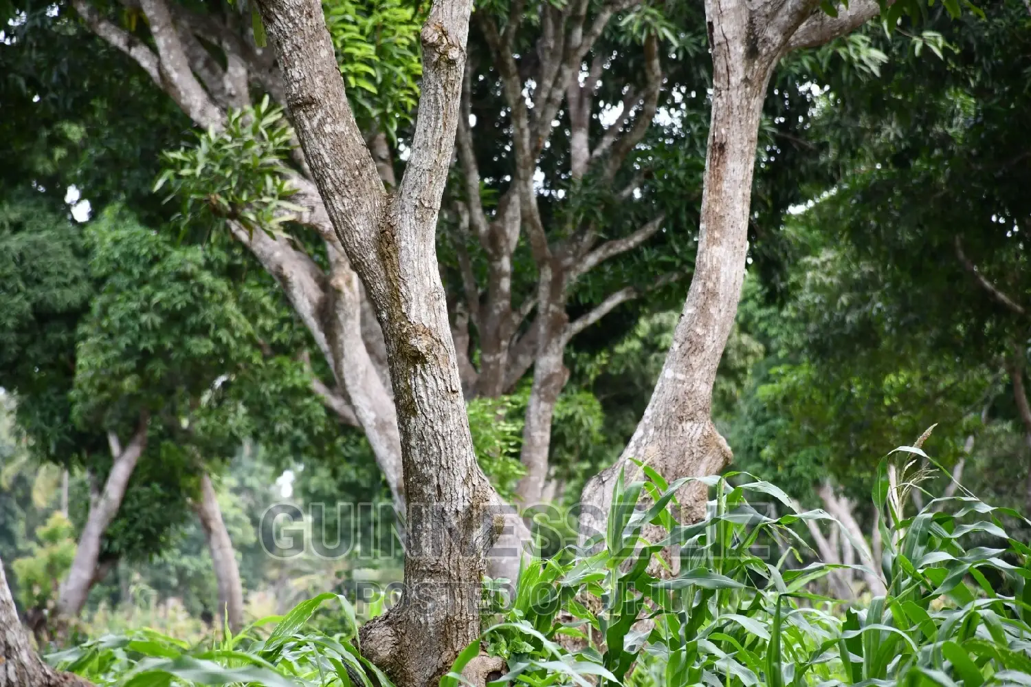 Kikambala 1/4 Acres Prime Plots for Sale