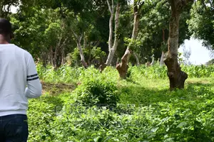 Kikambala 1/4 Acres Prime Plots for Sale