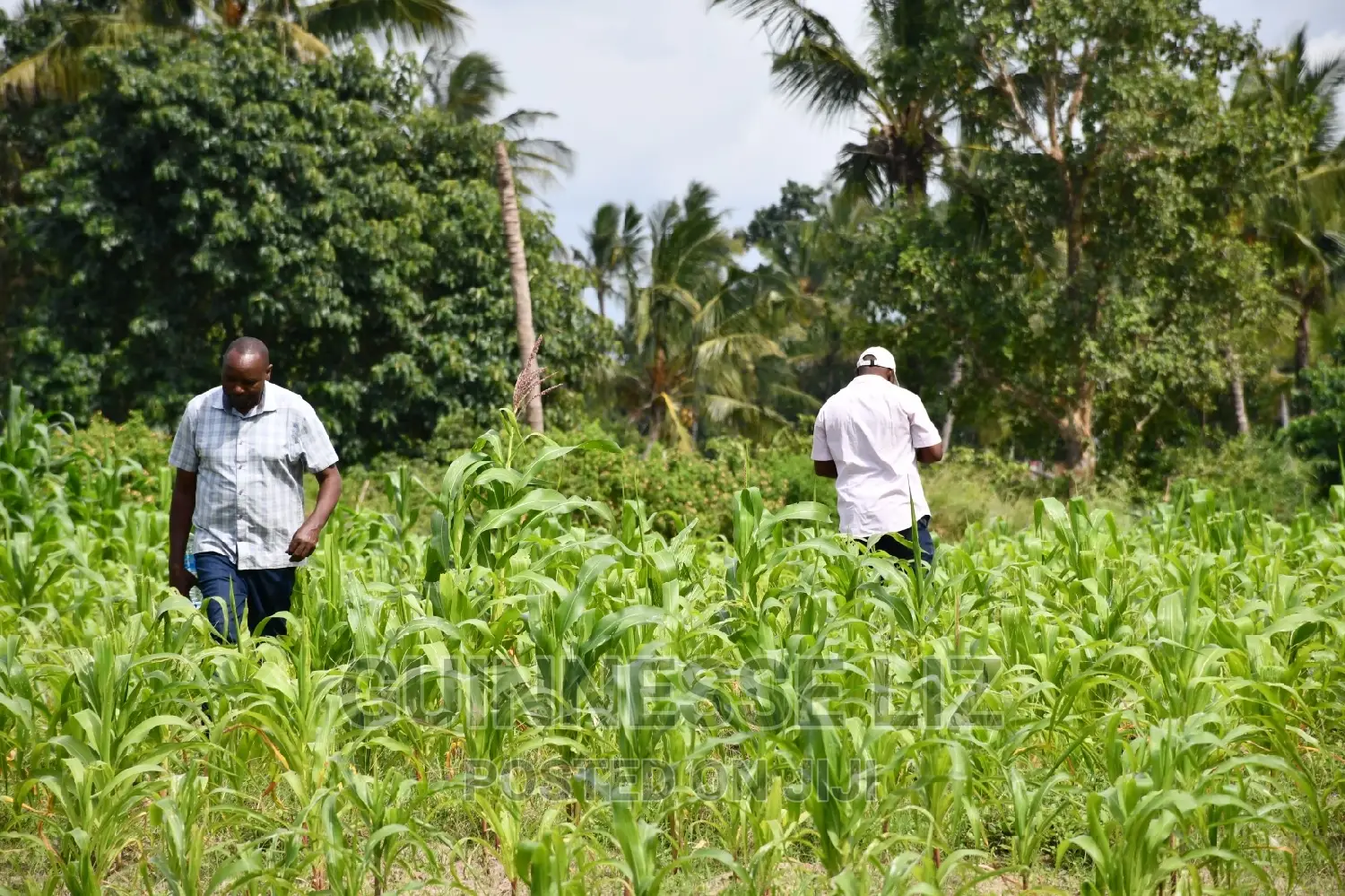 Kikambala 1/4 Acres Prime Plots for Sale