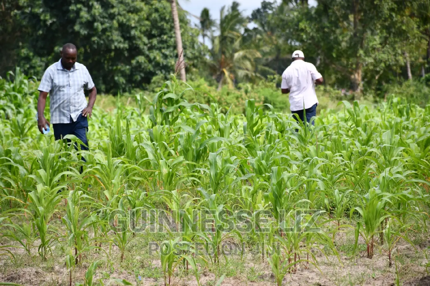 Kikambala 1/4 Acres Prime Plots for Sale