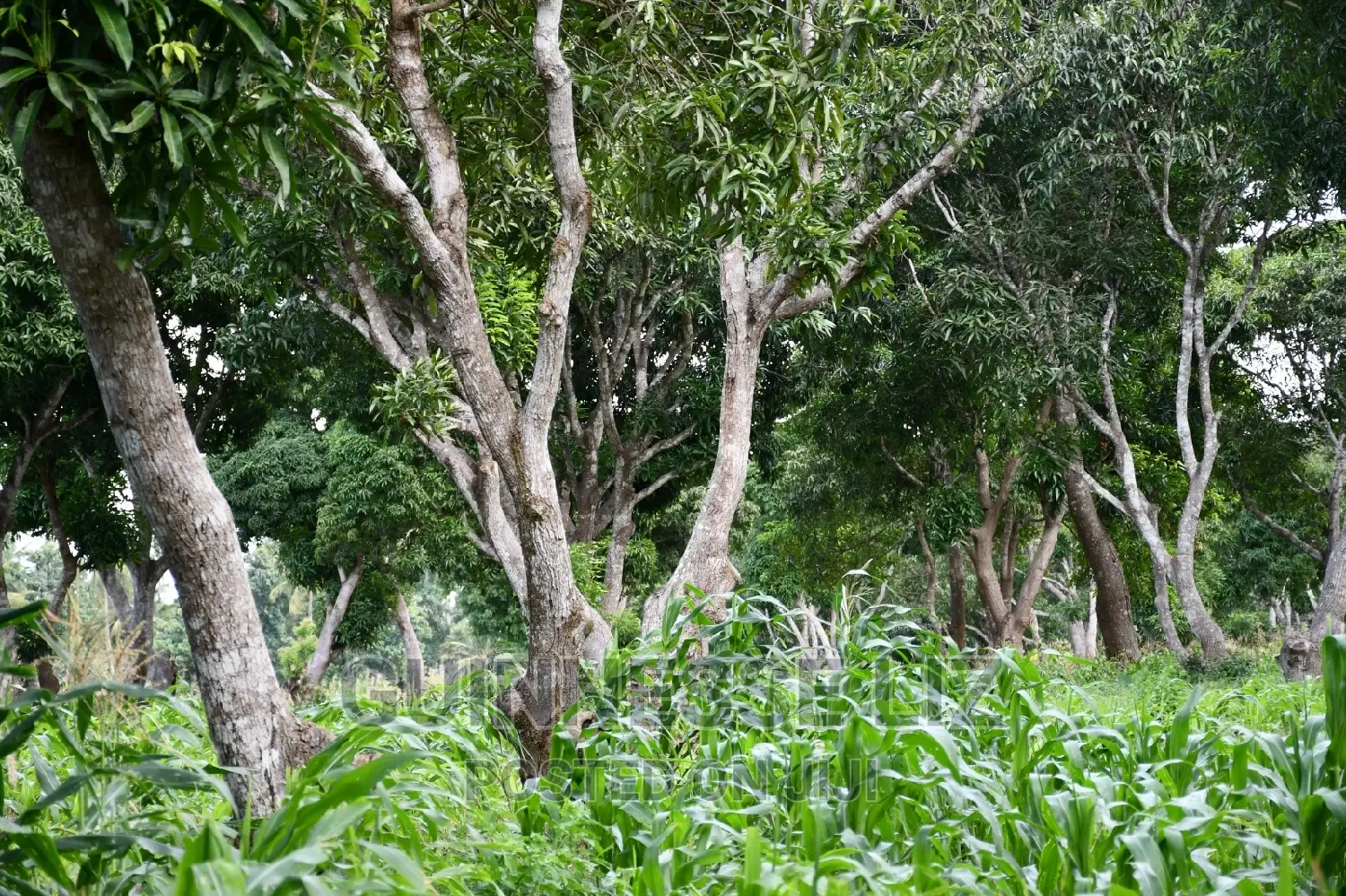 Kikambala 1/4 Acres Prime Plots for Sale